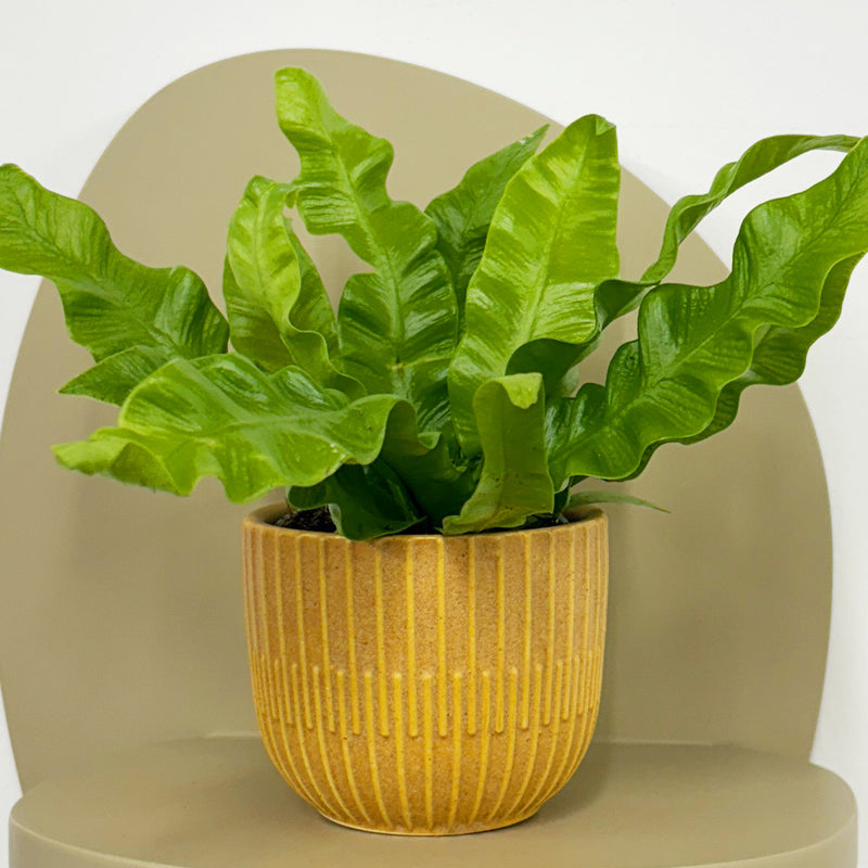 Mini Crispy wave fern & pot