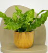 Mini Crispy wave fern & pot