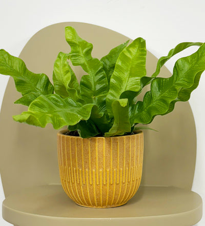 Mini Crispy wave fern & pot