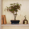 Acer Bonsai