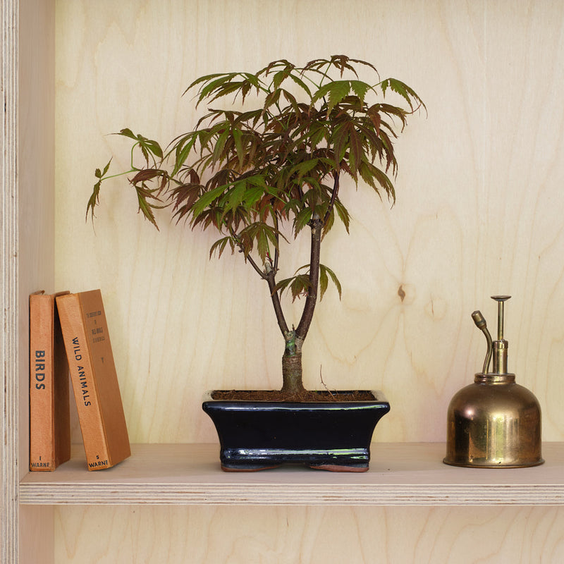 Acer Bonsai