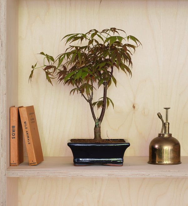 Acer Bonsai