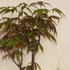 Acer Bonsai