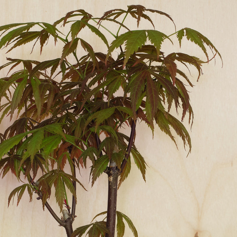 Acer Bonsai