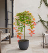Acer Cascade Ruby