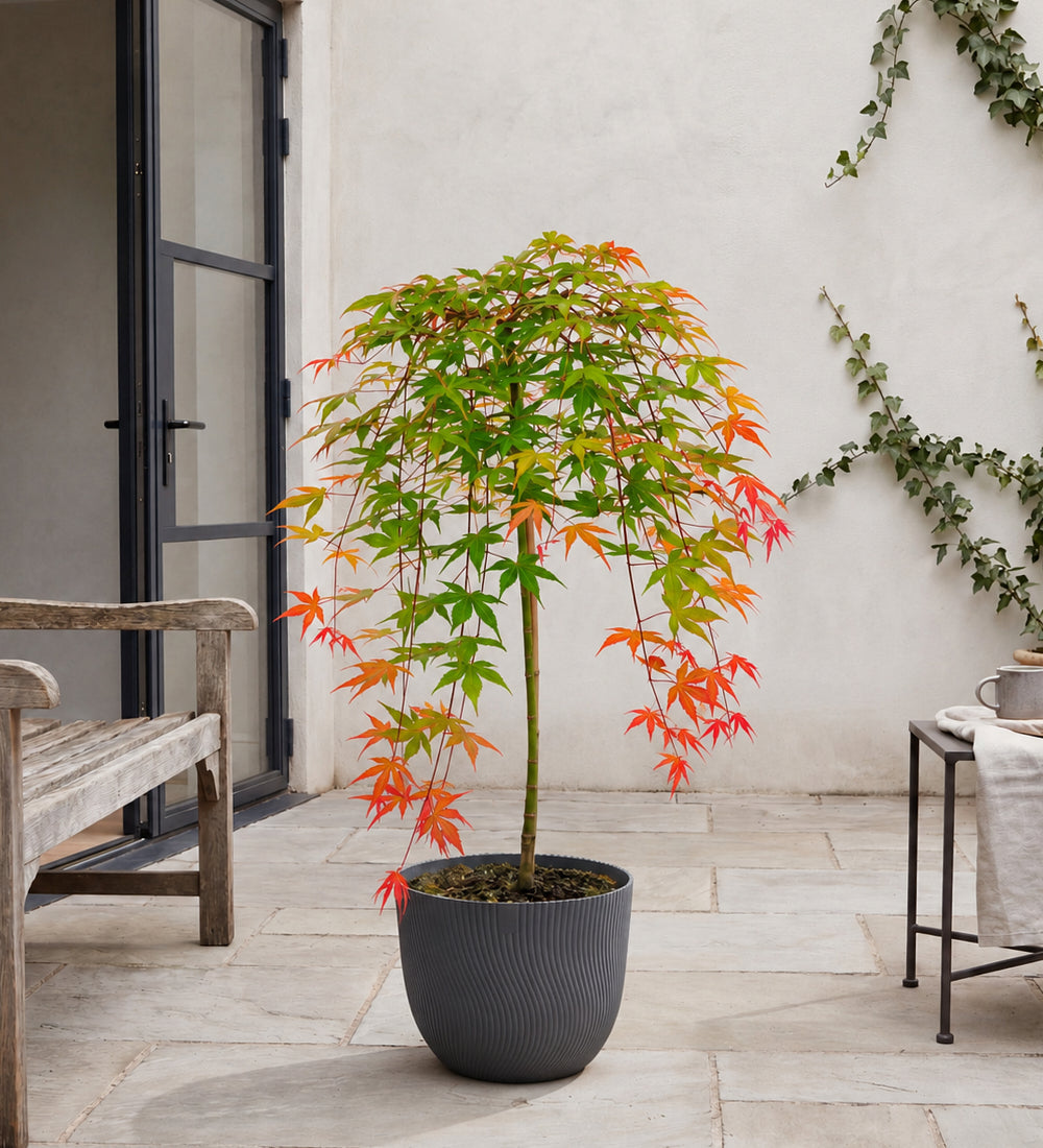 Acer Cascade Ruby