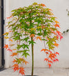 Acer Cascade Ruby