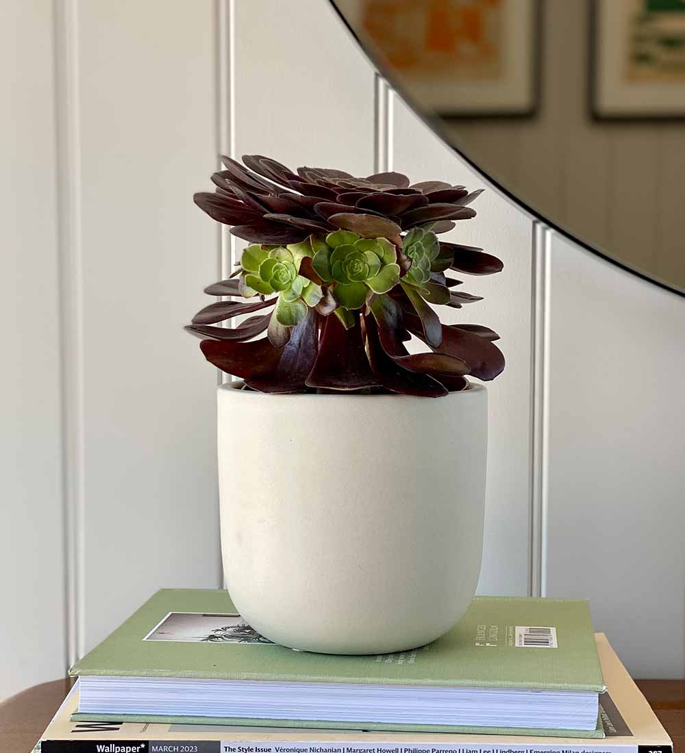 Aeonium & Pot