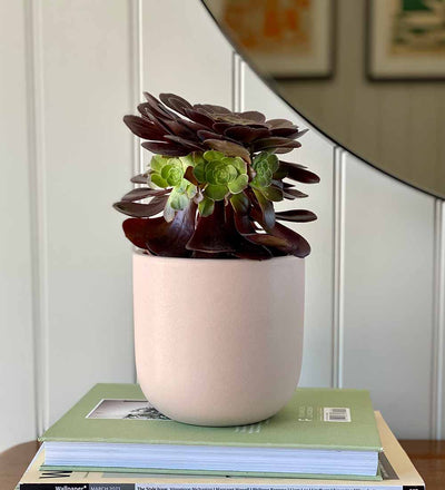 Aeonium & Pot