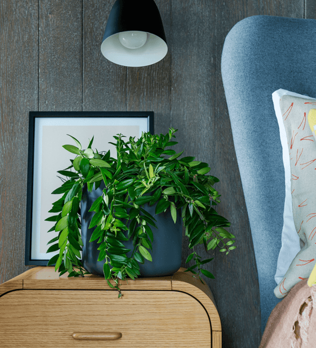 Aeschynanthus Japhrolepis