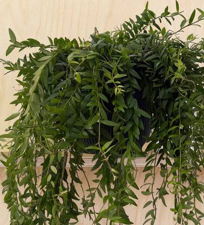 Aeschynanthus Japhrolepis