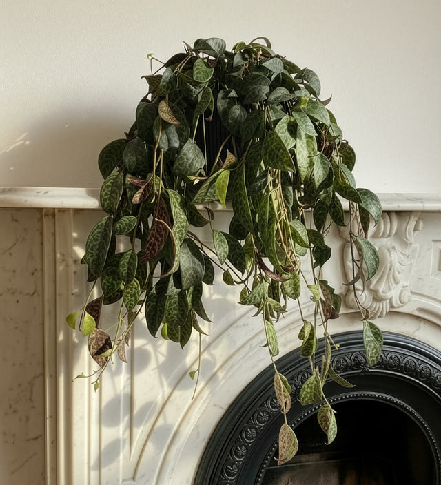 Aeschynanthus Marmoratus