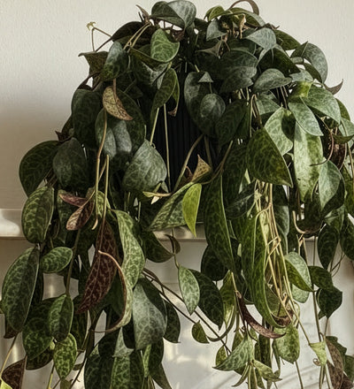 Aeschynanthus Marmoratus