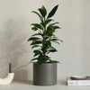 African Fig