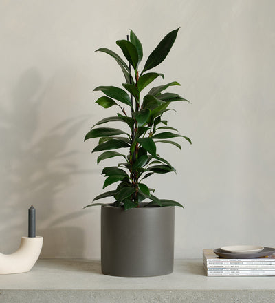 african fig house plant African Fig
