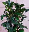 Close-up of Large African Fig glossy dark green leaves