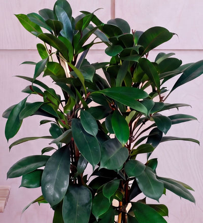 Close-up of Large African Fig glossy dark green leaves