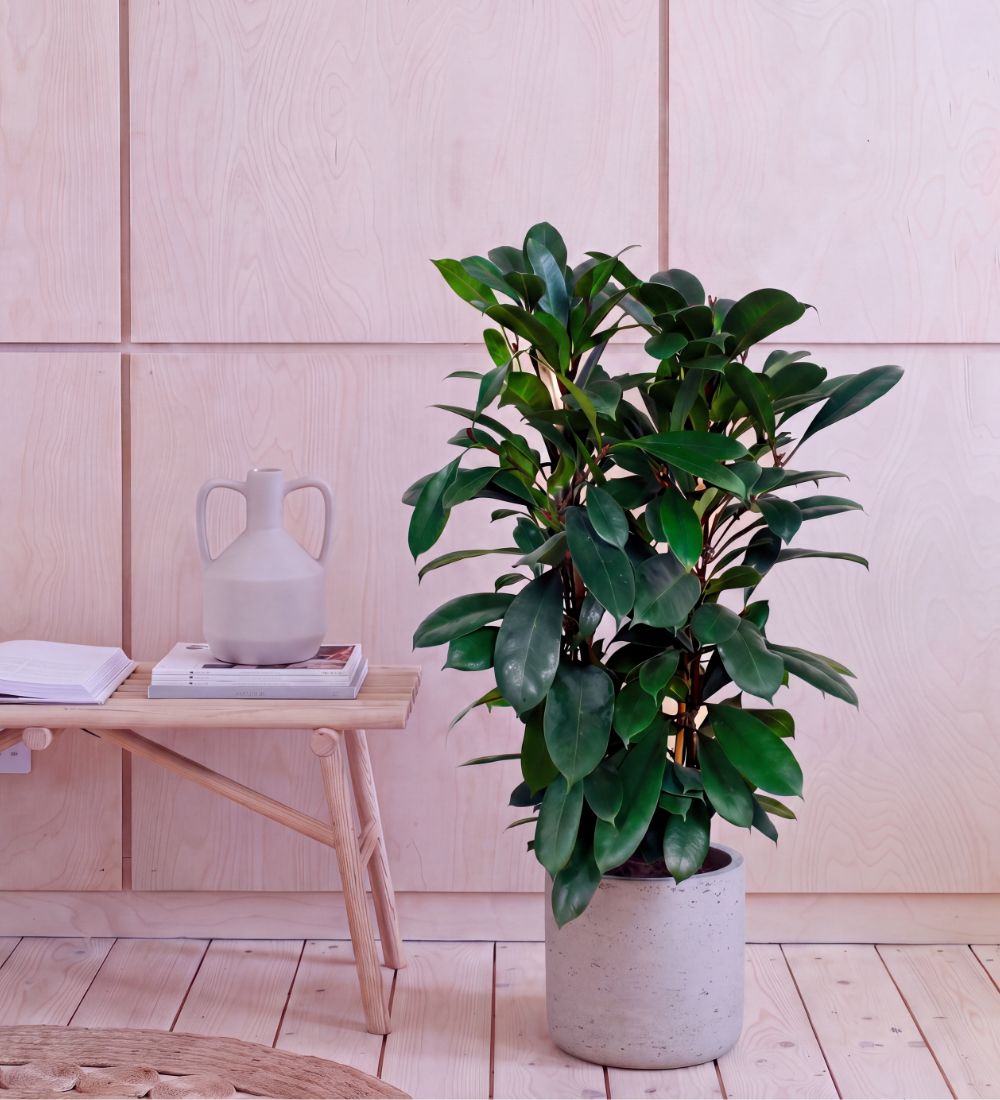 Large African Fig two stem, 90-100cm tall, in a concrete pot beside a wooden bench