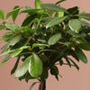 African Fig Tree