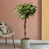 African Fig
