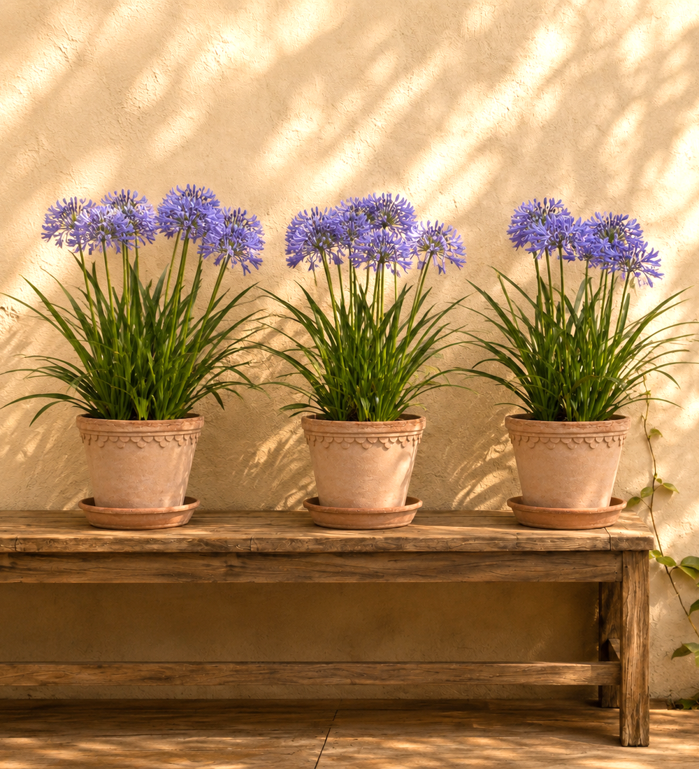 Agapanthus Trio