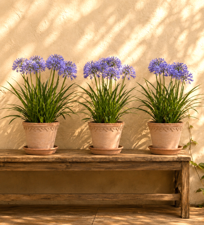 Trio of Agapanthus