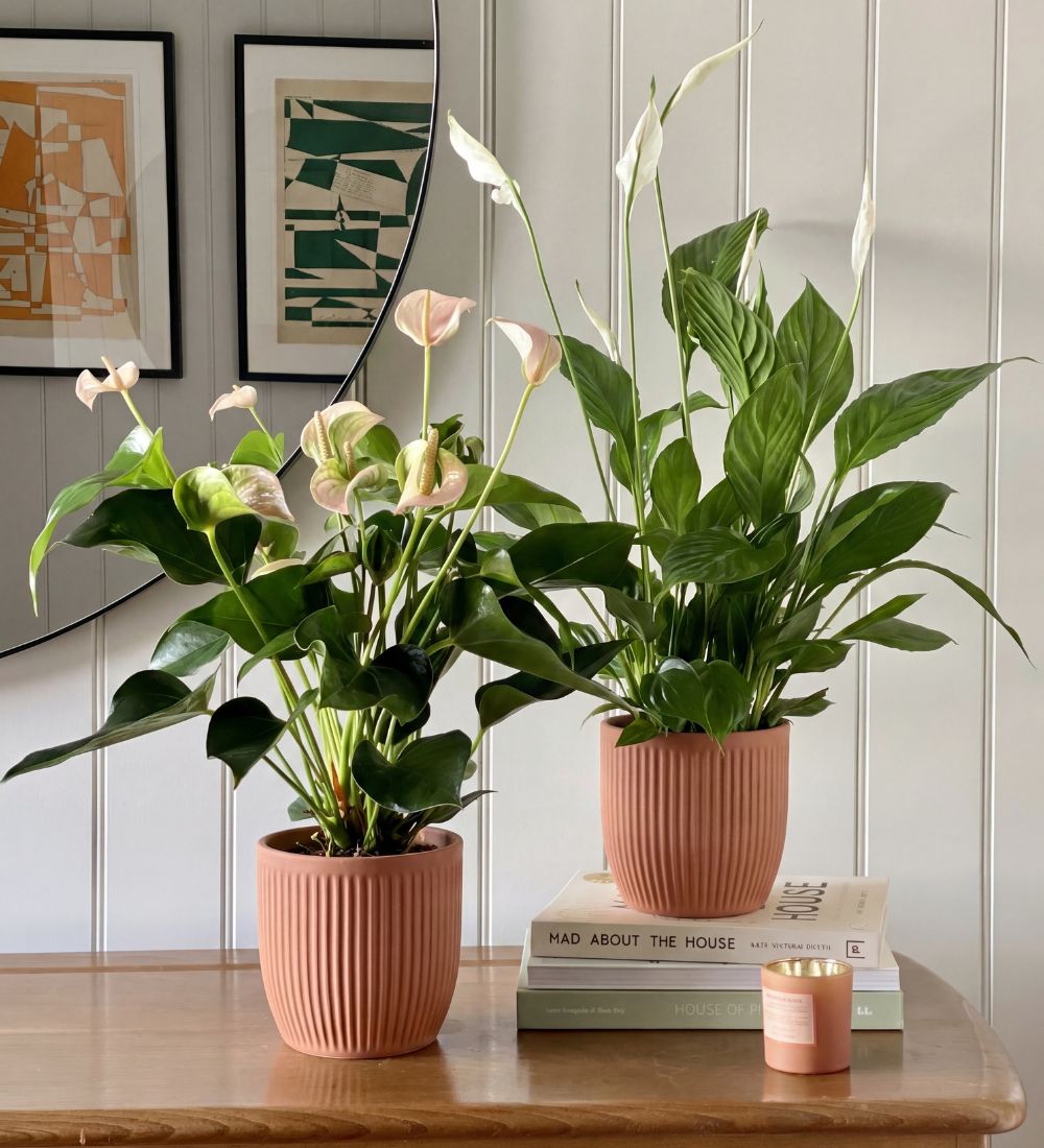 Air Purifying Pair