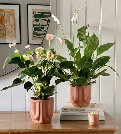 Air Purifying Pair