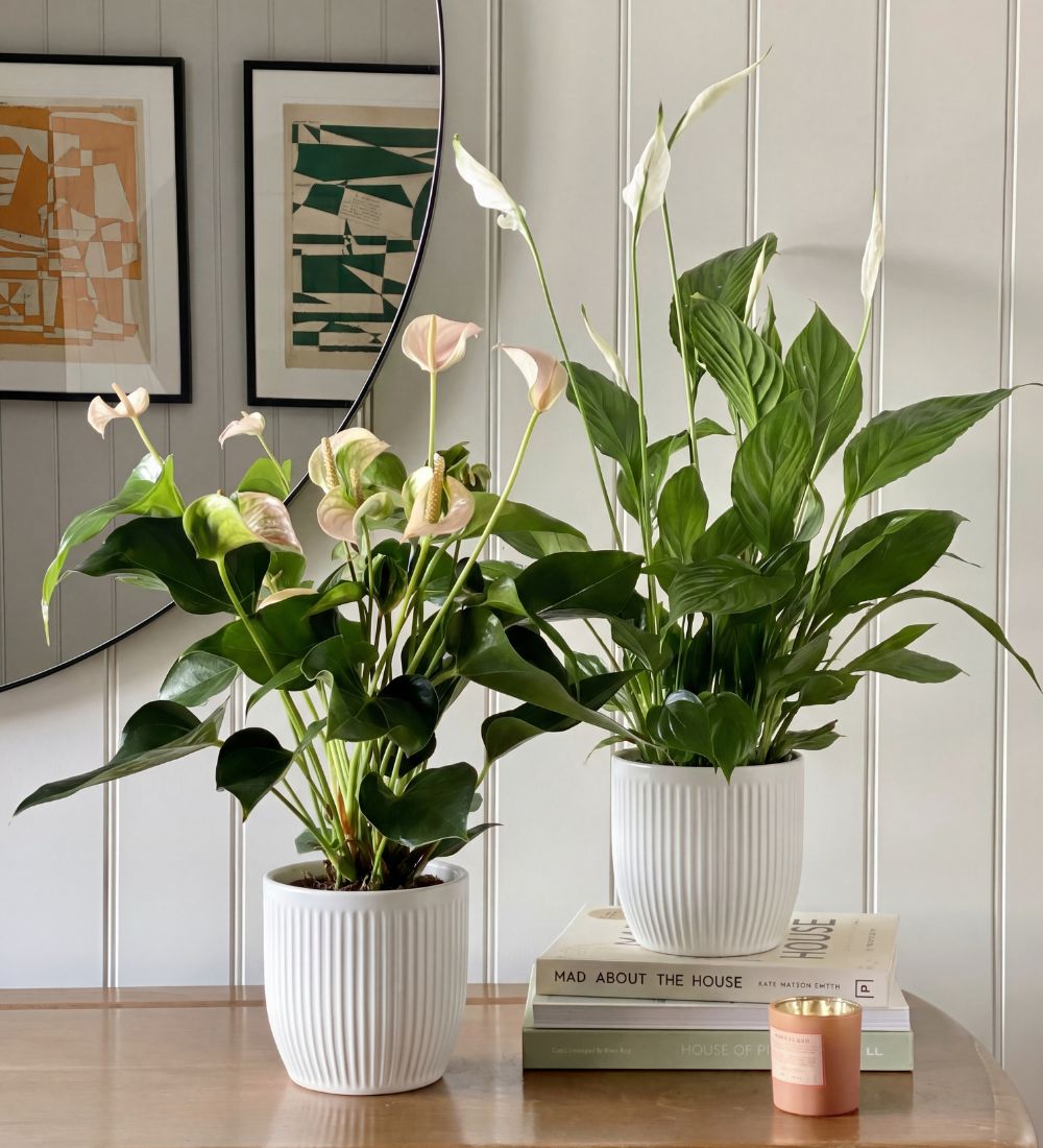 Air Purifying Pair