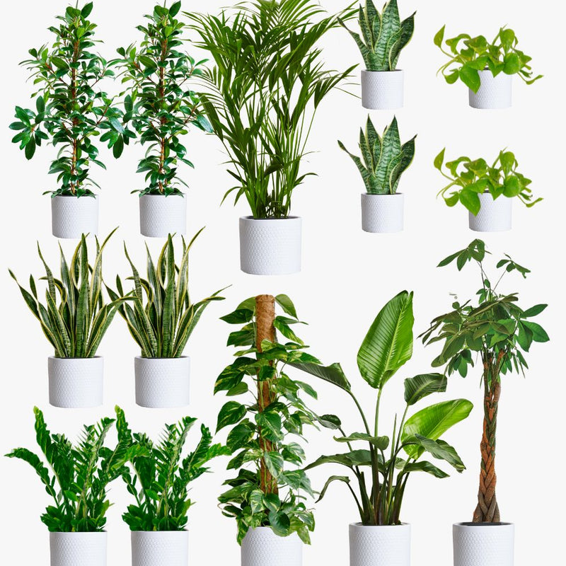 Cool Grey Air Purifying Bundle