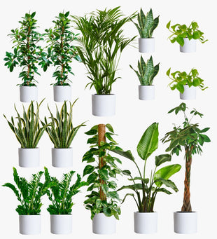 Cool Grey Air Purifying Bundle