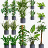 Granite Air Purifying Bundle