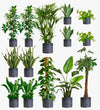 Granite Air Purifying Bundle