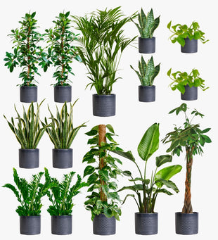 Granite Air Purifying Bundle