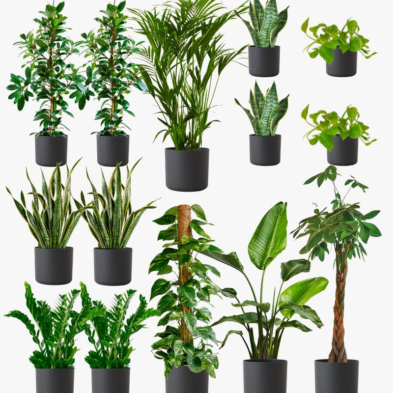 Graphite Air Purifying Bundle