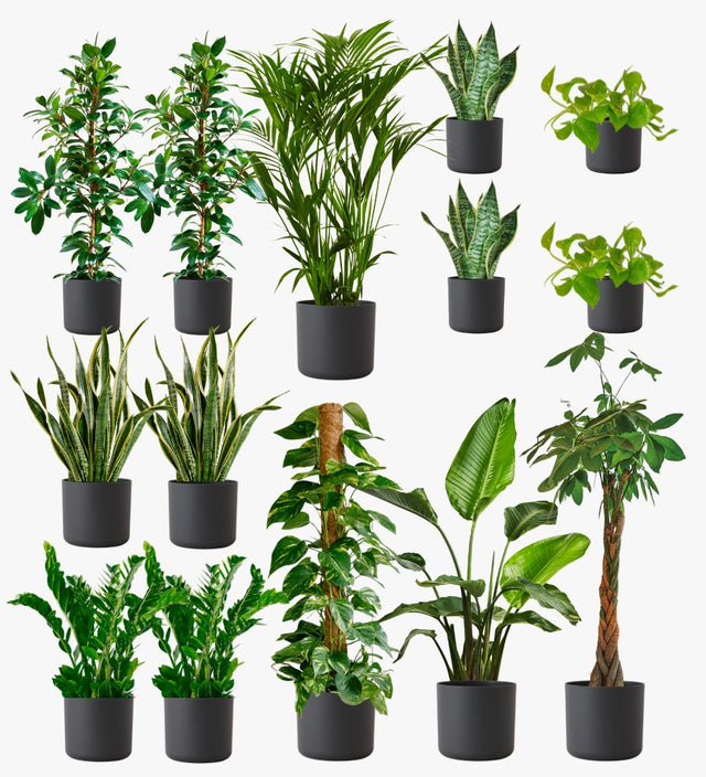 Graphite Air Purifying Bundle