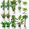 White Air Purifying Bundle
