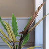 Alocasia Lauterbachiana
