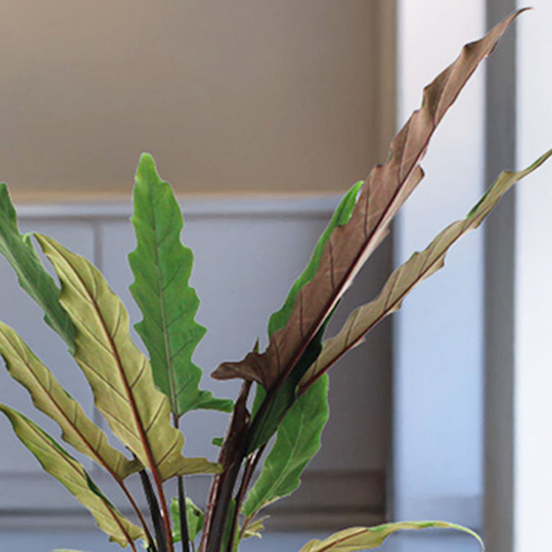 Alocasia Lauterbachiana