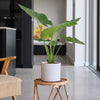 Alocasia Macrorrhiza