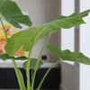 Alocasia Macrorrhiza