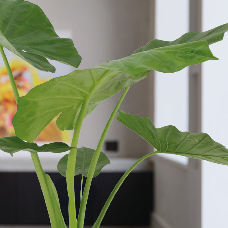Alocasia Macrorrhiza
