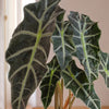 Alocasia Polly