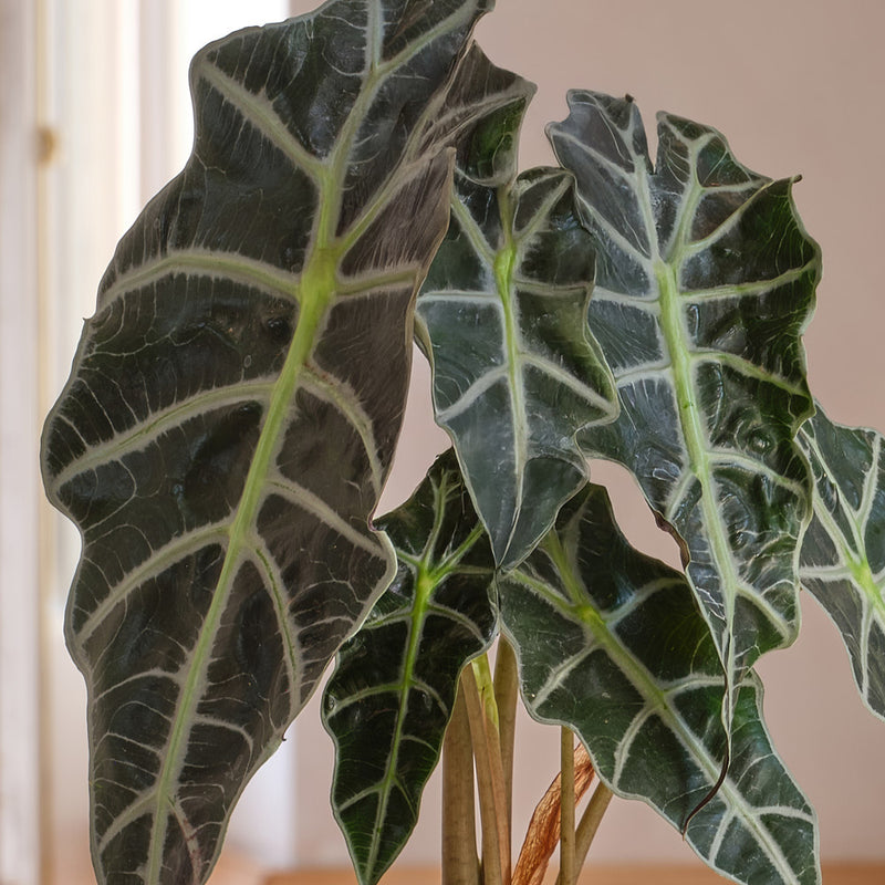 Alocasia Polly