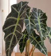 Alocasia Polly