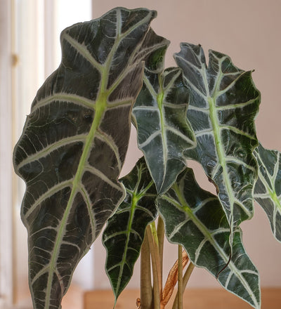 Alocasia Polly
