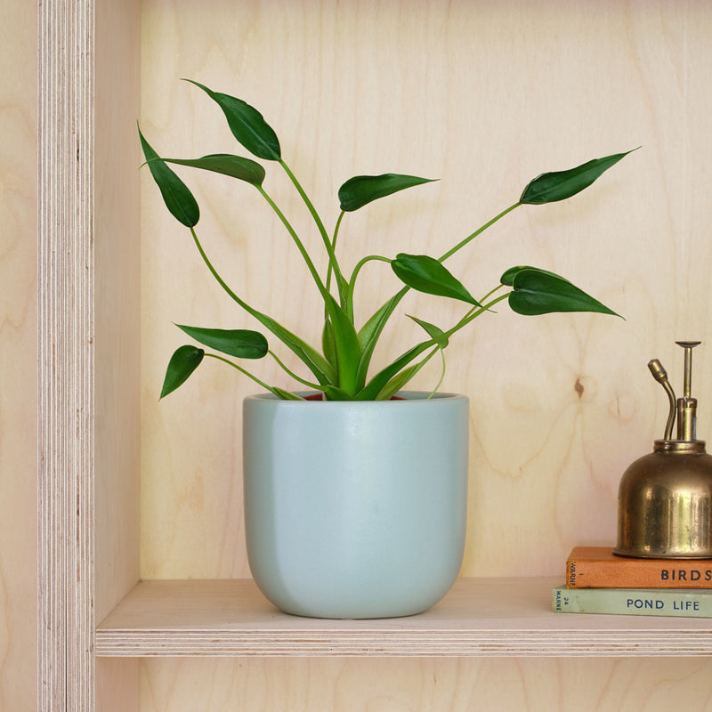Alocasia Tiny Dancer