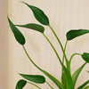 Alocasia Tiny Dancer