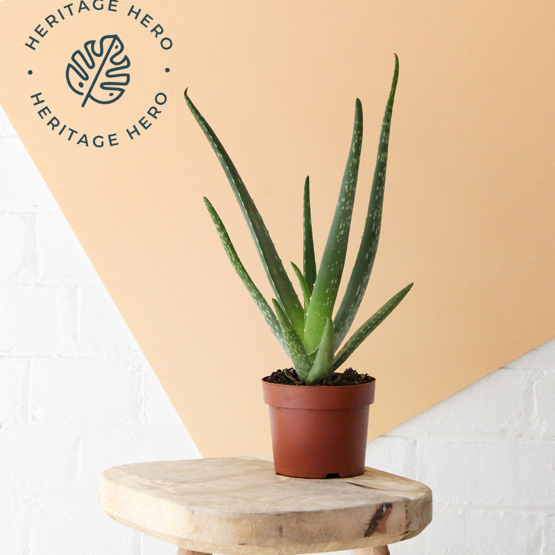 Aloe Vera & Pot
