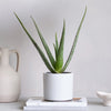 Aloe Vera & Pot
